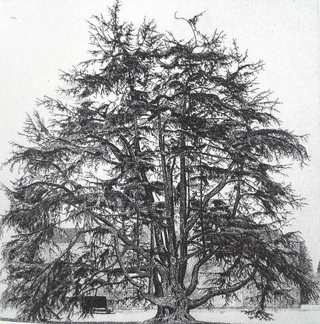 IL CEDRO DI VILLA OLMO